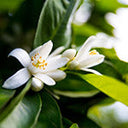 Neroli